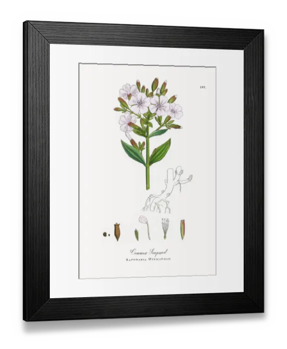Framed Print : Common Soapwort, Saponaria Officinalis, Victorian Botanical Illustration, 1863 Framed Print : Common Soapwort, Saponaria Officinalis, Victorian Botanical Illustration, 1863