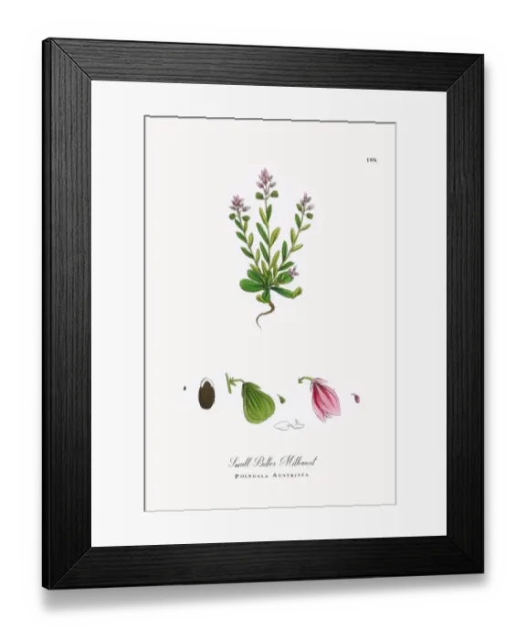 Framed Print : Small Bitter Milkwort, Polygala Austriaca, Victorian Botanical Illustration, 1863 Framed Print : Small Bitter Milkwort, Polygala Austriaca, Victorian Botanical Illustration, 1863