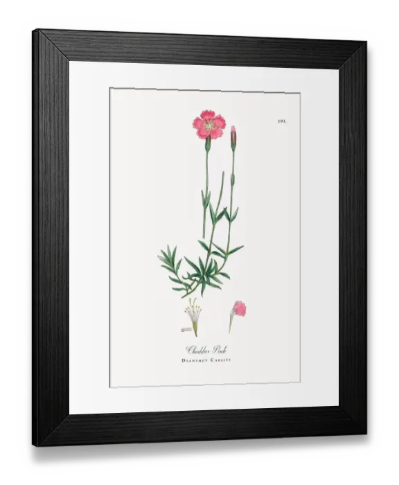Framed Print : Cheddar Pink, Dianthus Caesius, Victorian Botanical Illustration, 1863 Framed Print : Cheddar Pink, Dianthus Caesius, Victorian Botanical Illustration, 1863