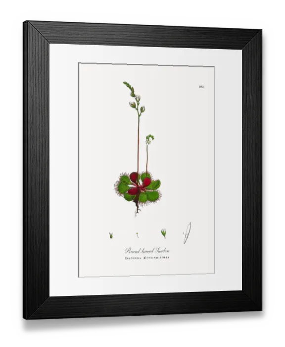Framed Print : Round-leaved Sundew, Drosera Rotundifolia, Victorian Botanical Illustration, 1863 Framed Print : Round-leaved Sundew, Drosera Rotundifolia, Victorian Botanical Illustration, 1863