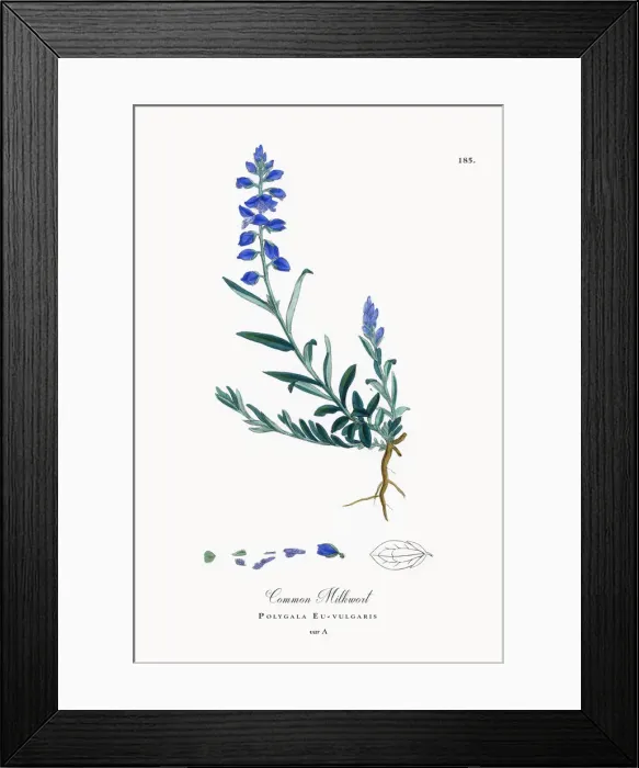 Framed Print : Common Milkwort, Polygala Eu-vulgaris, Victorian Botanical Illustration, 1863