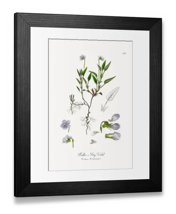 Framed Print : Halleras Dog Violet, Viola Stagnina, Victorian Botanical Illustration, 1863 Framed Print : Halleras Dog Violet, Viola Stagnina, Victorian Botanical Illustration, 1863