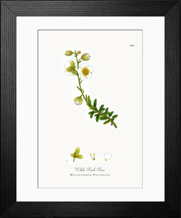 Framed Print : White Rock Rose, Helianthemum Polifolium, Victorian Botanical Illustration, 1863 Framed Print : White Rock Rose, Helianthemum Polifolium, Victorian Botanical Illustration, 1863