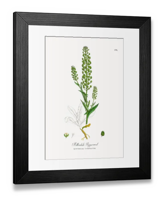 Framed Print : Mithridate Pepperwort, Lepidium campestre, Victorian Botanical Illustration, 1863 Framed Print : Mithridate Pepperwort, Lepidium campestre, Victorian Botanical Illustration, 1863