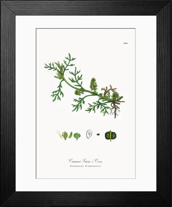 Framed Print : Common Swineas Cress, Senebiera Coronopus, Victorian Botanical Illustration, 1863 Framed Print : Common Swineas Cress, Senebiera Coronopus, Victorian Botanical Illustration, 1863