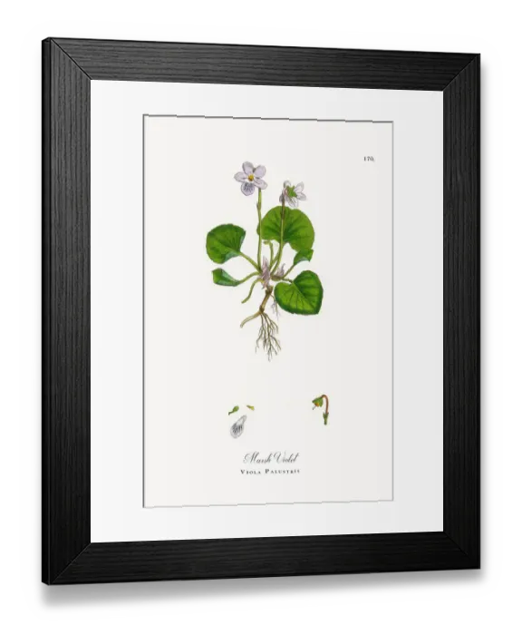 Framed Print : Marsh Violet, Viola Palustris, Victorian Botanical Illustration, 1863 Framed Print : Marsh Violet, Viola Palustris, Victorian Botanical Illustration, 1863