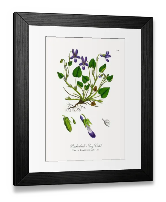 Framed Print : Reichenbachasas Dog Violet, Viola Reichenbachiana, Victorian Botanical Illustration, 1863 Framed Print : Reichenbachasas Dog Violet, Viola Reichenbachiana, Victorian Botanical Illustration, 1863