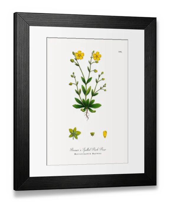 Framed Print : Breweras Spotted Rock Rose, Helianthemum Breweri, Victorian Botanical Illustration, 1863 Framed Print : Breweras Spotted Rock Rose, Helianthemum Breweri, Victorian Botanical Illustration, 1863