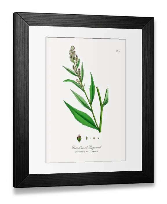 Framed Print : Broad leaved Pepperwort, Lepidium latifolium, Victorian Botanical Illustration, 1863 Framed Print : Broad leaved Pepperwort, Lepidium latifolium, Victorian Botanical Illustration, 1863