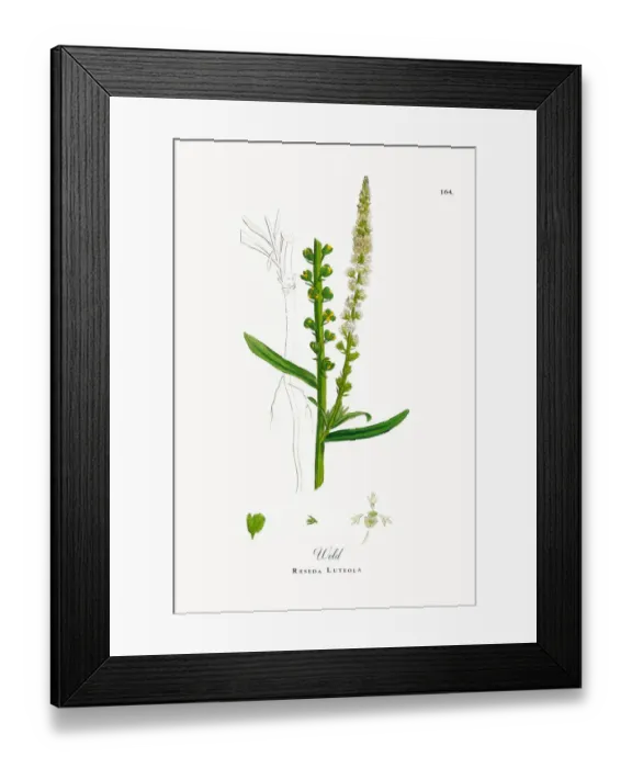 Framed Print : Weld, Reseda Luteola, Victorian Botanical Illustration, 1863 Framed Print : Weld, Reseda Luteola, Victorian Botanical Illustration, 1863