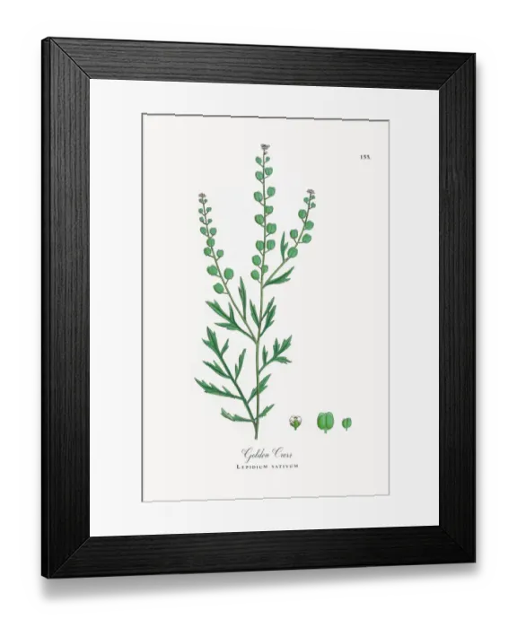 Framed Print : Golden Cress, Lepidium sativum, Victorian Botanical Illustration, 1863 Framed Print : Golden Cress, Lepidium sativum, Victorian Botanical Illustration, 1863