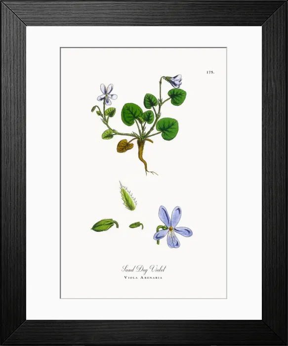 Framed Print : Sand Dog Violet, Viola Arenaria, Victorian Botanical Illustration, 1863 Framed Print : Sand Dog Violet, Viola Arenaria, Victorian Botanical Illustration, 1863