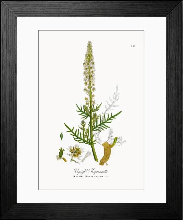 Framed Print : Upright Mignonnette, Reseda Suffruticulosa, Victorian Botanical Illustration, 1863 Framed Print : Upright Mignonnette, Reseda Suffruticulosa, Victorian Botanical Illustration, 1863