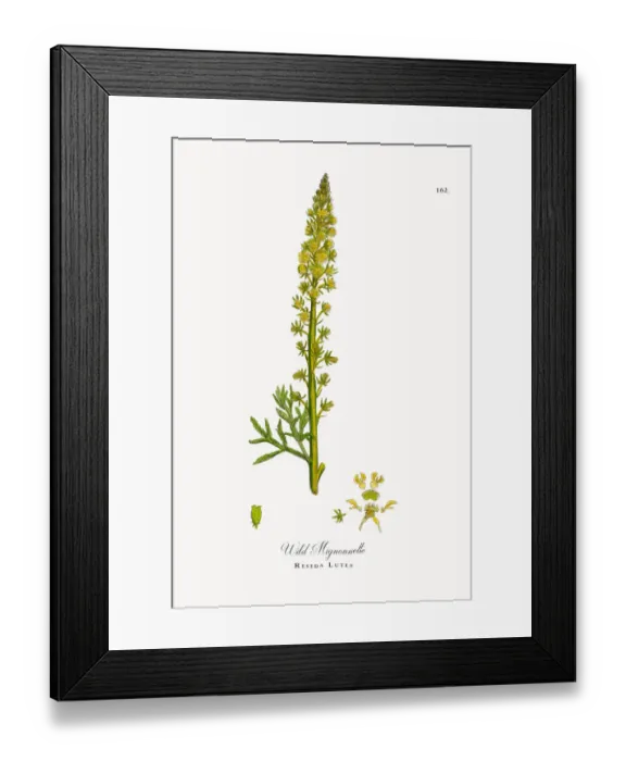 Framed Print : Wild Mignonnette, Reseda Lutea, Victorian Botanical Illustration, 1863 Framed Print : Wild Mignonnette, Reseda Lutea, Victorian Botanical Illustration, 1863