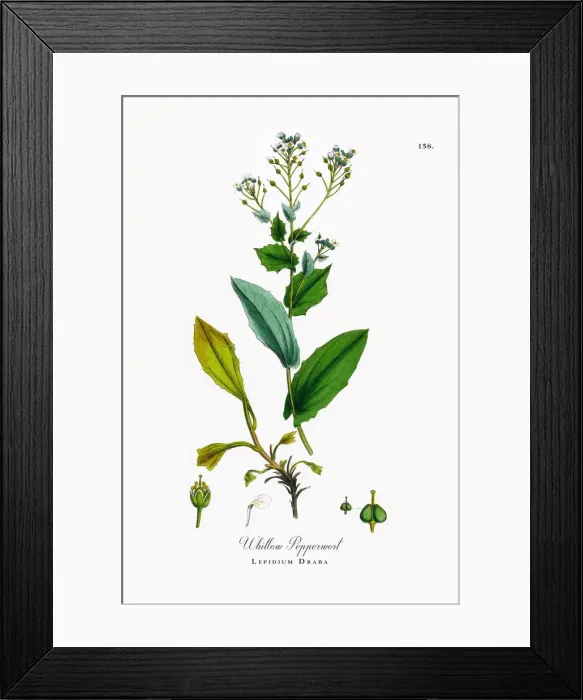 Framed Print : Whitlow Pepperwort, Lepidium Draba, Victorian Botanical Illustration, 1863 Framed Print : Whitlow Pepperwort, Lepidium Draba, Victorian Botanical Illustration, 1863