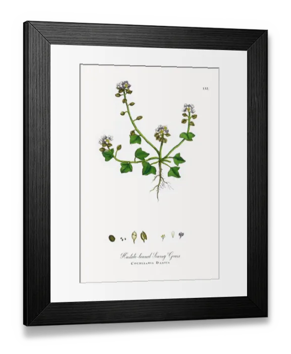 Framed Print : Hastate Scurvy Grass, Cochlearia Danica, Victorian Botanical Illustration, 1863 Framed Print : Hastate Scurvy Grass, Cochlearia Danica, Victorian Botanical Illustration, 1863