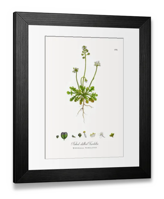 Framed Print : Naked-stalked Teesdalia, Teesdalia nudicaulis, Victorian Botanical Illustration, 1863 Framed Print : Naked-stalked Teesdalia, Teesdalia nudicaulis, Victorian Botanical Illustration, 1863