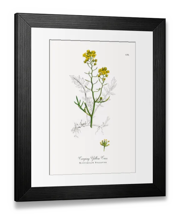 Framed Print : Creeping Yellow Cress, Nasturtium Sylvestre, Victorian Botanical Illustration, 1863 Framed Print : Creeping Yellow Cress, Nasturtium Sylvestre, Victorian Botanical Illustration, 1863