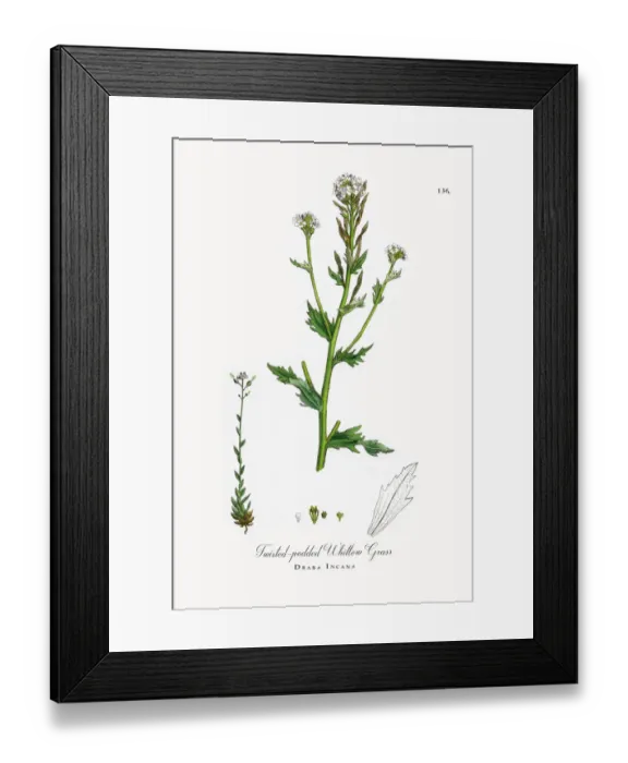 Framed Print : Twisted-podded Whitlow Grass, Draba Incana, Victorian Botanical Illustration, 1863 Framed Print : Twisted-podded Whitlow Grass, Draba Incana, Victorian Botanical Illustration, 1863
