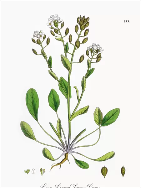 Long-Leaved Scurvy Grass, Cochlearia Anglica, Victorian Botanical Illustration, 1863