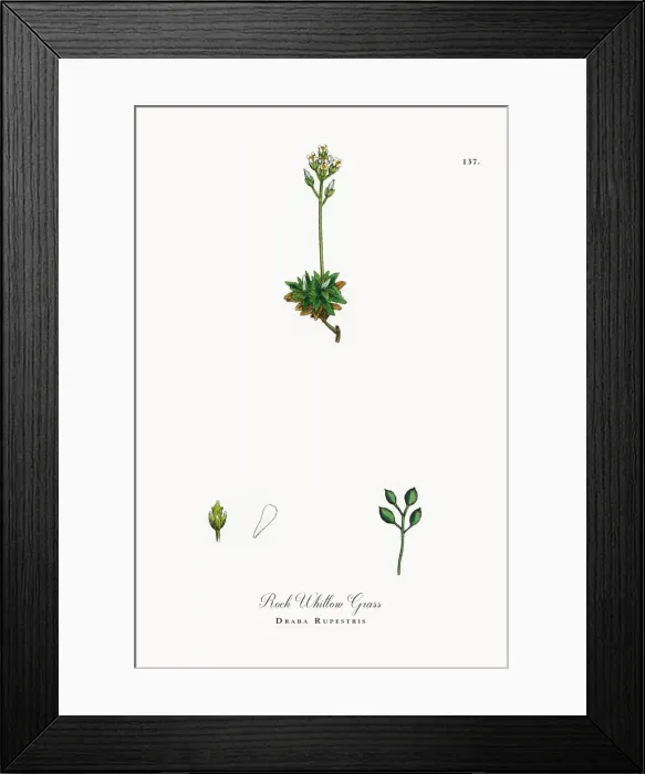 Framed Print : Rock Whitlow Grass, Draba Rupestris, Victorian Botanical Illustration, 1863 Framed Print : Rock Whitlow Grass, Draba Rupestris, Victorian Botanical Illustration, 1863