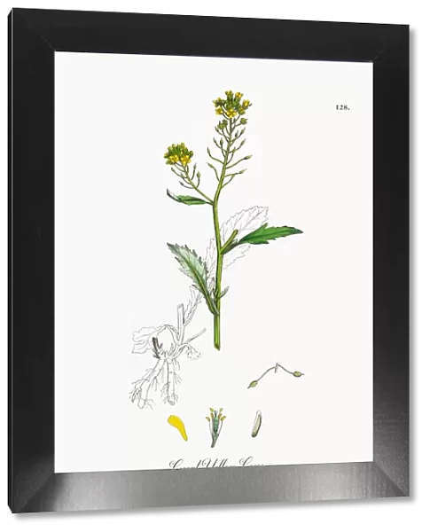 Great Yellow Cress, Nasturtium amphibium, Victorian Botanical Illustration, 1863