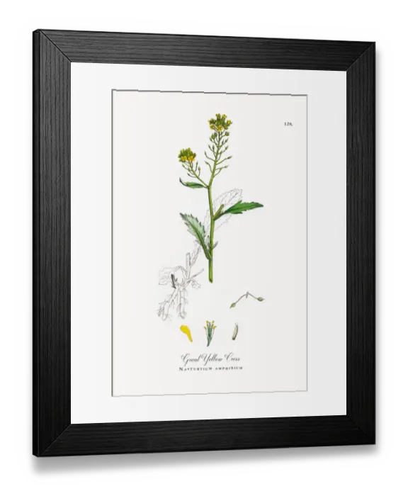 Framed Print : Great Yellow Cress, Nasturtium amphibium, Victorian Botanical Illustration, 1863 Framed Print : Great Yellow Cress, Nasturtium amphibium, Victorian Botanical Illustration, 1863