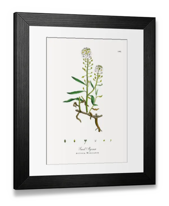 Framed Print : Sweet Alyssum, Alyssum Maritimum, Victorian Botanical Illustration, 1863 Framed Print : Sweet Alyssum, Alyssum Maritimum, Victorian Botanical Illustration, 1863