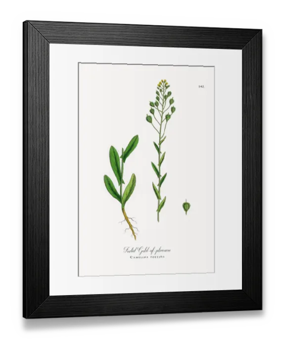 Framed Print : Foetid Gold-of-pleasure, Camelina foetida, Victorian Botanical Illustration, 1863