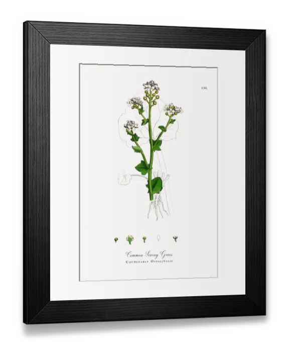 Framed Print : Common Scurvy Grass, Cochlearia Officinalis, Victorian Botanical Illustration, 1863 Framed Print : Common Scurvy Grass, Cochlearia Officinalis, Victorian Botanical Illustration, 1863