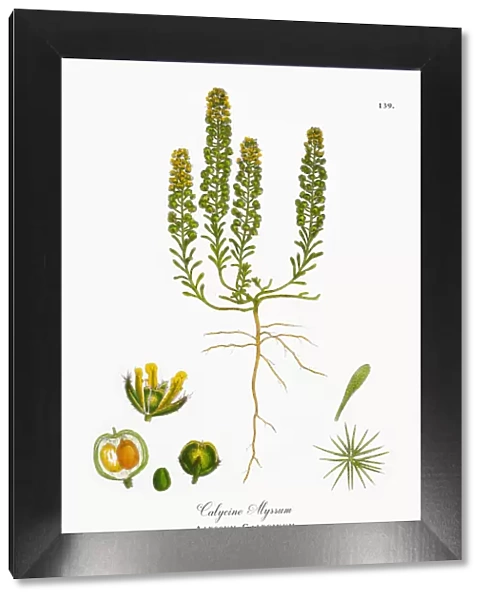 Calycine Alyssum, Alyssum Calycinum, Victorian Botanical Illustration, 1863