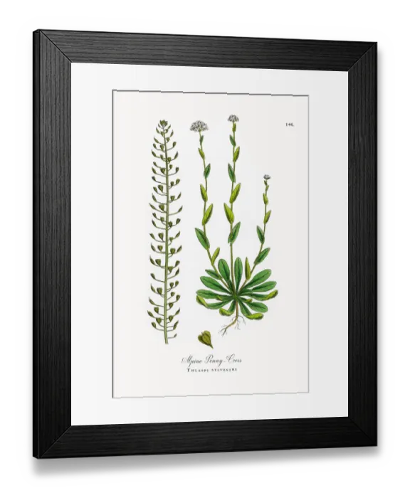 Framed Print : Alpine Penny-Cress, Thlaspi sylvestre, Victorian Botanical Illustration, 1863 Framed Print : Alpine Penny-Cress, Thlaspi sylvestre, Victorian Botanical Illustration, 1863