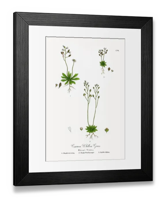 Framed Print : Common Whitlow Grass, Draba Verna, Victorian Botanical Illustration, 1863 Framed Print : Common Whitlow Grass, Draba Verna, Victorian Botanical Illustration, 1863