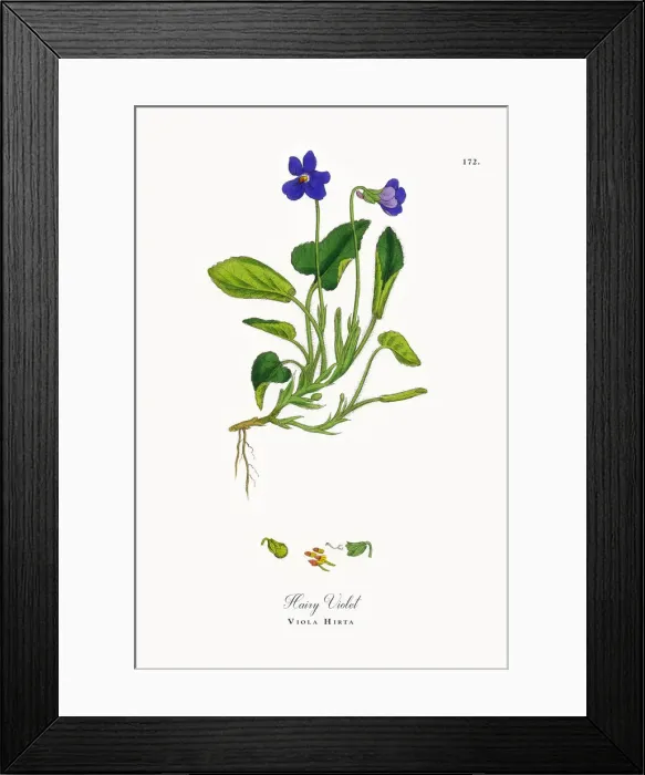 Framed Print : Hairy Violet, Viola Hirta, Victorian Botanical Illustration, 1863 Framed Print : Hairy Violet, Viola Hirta, Victorian Botanical Illustration, 1863