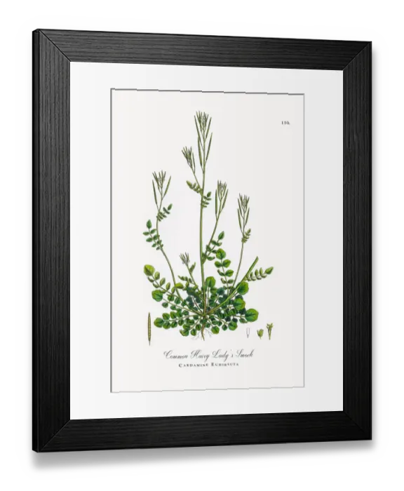 Framed Print : Common Hairy Ladyas Smock, Cardamine Euhirsuta, Victorian Botanical Illustration, 1863 Framed Print : Common Hairy Ladyas Smock, Cardamine Euhirsuta, Victorian Botanical Illustration, 1863