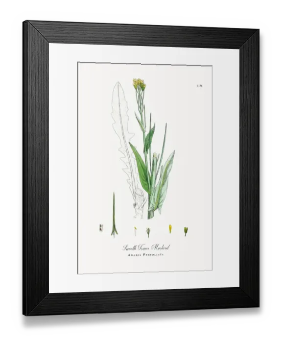 Framed Print : Smooth Tower Mustard, Arabis Perfoliata, Victorian Botanical Illustration, 1863 Framed Print : Smooth Tower Mustard, Arabis Perfoliata, Victorian Botanical Illustration, 1863