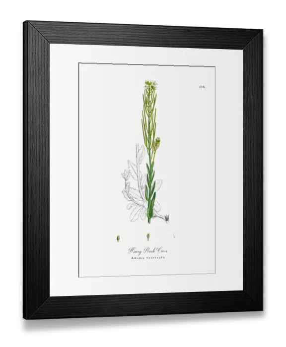 Framed Print : Hairy Rock Cress, Arabis sagittata, Victorian Botanical Illustration, 1863
