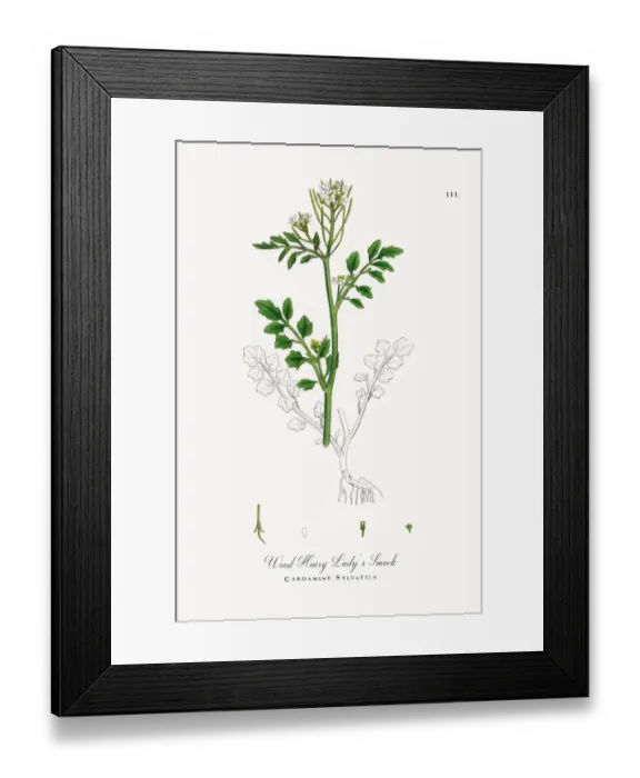 Framed Print : Wood Hairy Ladyas Smock, Cardamine Sylvatica, Victorian Botanical Illustration, 1863 Framed Print : Wood Hairy Ladyas Smock, Cardamine Sylvatica, Victorian Botanical Illustration, 1863