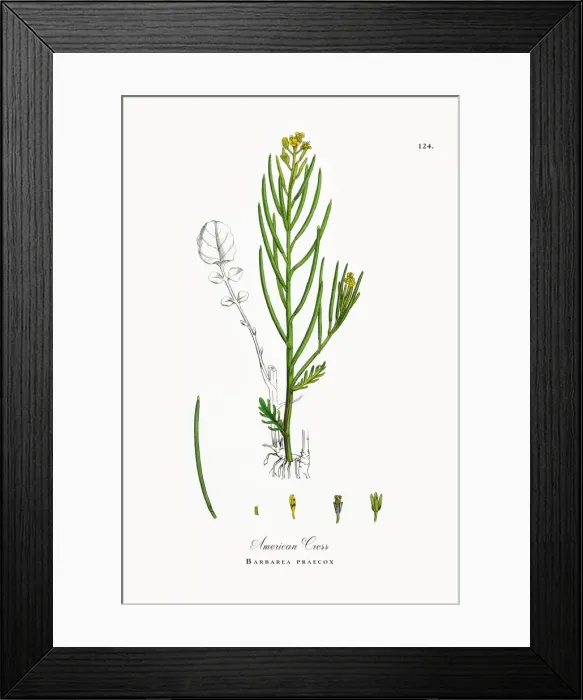 Framed Print : American Cress, Barbarea praecox, Victorian Botanical Illustration, 1863 Framed Print : American Cress, Barbarea praecox, Victorian Botanical Illustration, 1863