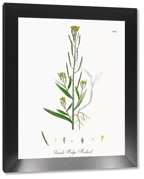Treacle Hedge Mustard, Erysimum Cheiranthoides, Victorian Botanical Illustration, 1863