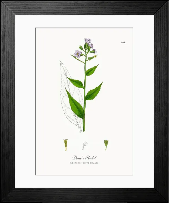 Framed Print : Dameas Rocket, Hesperis matronalis, Victorian Botanical Illustration, 1863 Framed Print : Dameas Rocket, Hesperis matronalis, Victorian Botanical Illustration, 1863