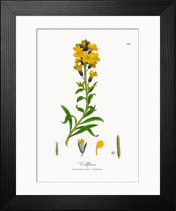 Framed Print : Wallflower, Cheiranthus Cheiri, Victorian Botanical Illustration, 1863 Framed Print : Wallflower, Cheiranthus Cheiri, Victorian Botanical Illustration, 1863