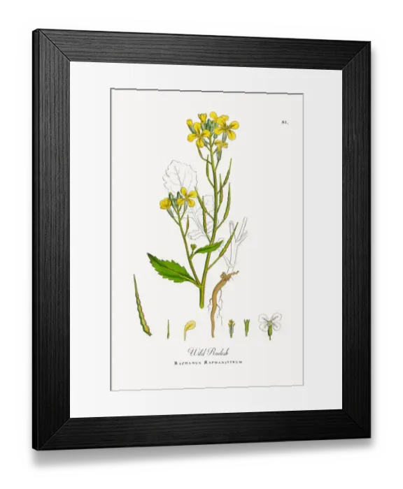 Framed Print : Wild Radish, Raphanus Raphanistrum, Victorian Botanical Illustration, 1863