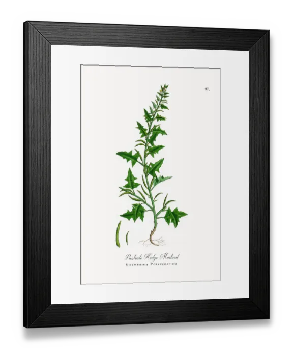 Framed Print : Prostrate Hedge Mustard, Sisymbrium Polyceratium, Victorian Botanical Illustration, 1863 Framed Print : Prostrate Hedge Mustard, Sisymbrium Polyceratium, Victorian Botanical Illustration, 1863