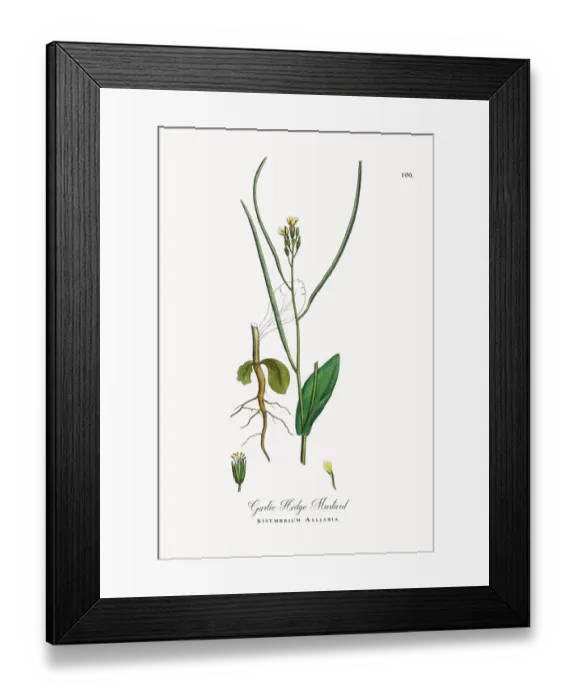 Framed Print : Garlic Hedge Mustard, Sisymbrium Alliaria, Victorian Botanical Illustration, 1863