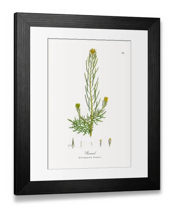 Framed Print : Flixweed, Sisymbrium Sophia, Victorian Botanical Illustration, 1863 Framed Print : Flixweed, Sisymbrium Sophia, Victorian Botanical Illustration, 1863