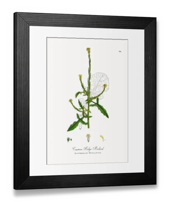 Framed Print : Common Hedge Mustard, Sisymbrium Officinale, Victorian Botanical Illustration, 1863 Framed Print : Common Hedge Mustard, Sisymbrium Officinale, Victorian Botanical Illustration, 1863