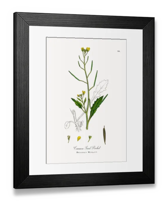 Framed Print : Common Sand Rocket, Brassica Muralis, Victorian Botanical Illustration, 1863 Framed Print : Common Sand Rocket, Brassica Muralis, Victorian Botanical Illustration, 1863
