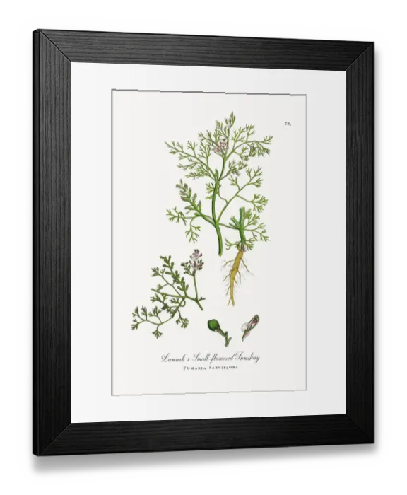 Framed Print : Lamarkas Fumitory, Fumaria parviflora, Victorian Botanical Illustration, 1863 Framed Print : Lamarkas Fumitory, Fumaria parviflora, Victorian Botanical Illustration, 1863