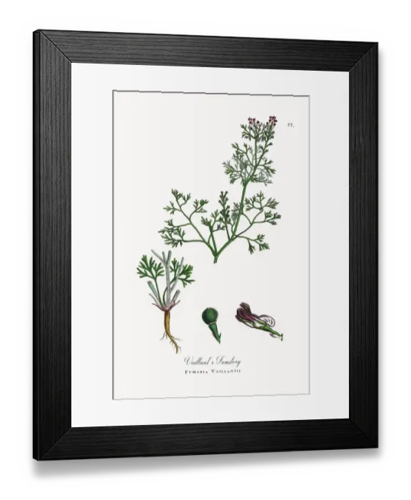 Framed Print : Vaillantas Fumitory, Fumaria Vaillantii, Victorian Botanical Illustration, 1863 Framed Print : Vaillantas Fumitory, Fumaria Vaillantii, Victorian Botanical Illustration, 1863